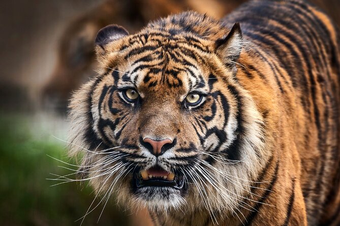 8 Day Golden Triangle Tour with Ranthambore {Taj , Tigers & More} - Delhi on wheels: tuk-tuk time and the Mughal-to-Modern skyline