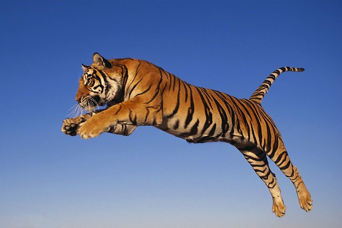 8 Day Golden Triangle Tour with Ranthambore {Taj , Tigers & More} - Fatehpur Sikri to Ranthambore: switch modes without losing momentum
