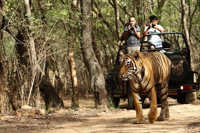 8-Day Private Golden Triangle Tour with a Ranthambore Wildlife Safari From Delhi - Day 1 in Delhi: airport meet-up, quick orientation, and a temple option
