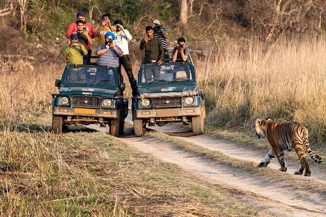 8 Day Udaipur to Chittorgarh Bundi Ranthambore and Jaipur Tour - Ranthambore National Park: two safari chances and what to expect