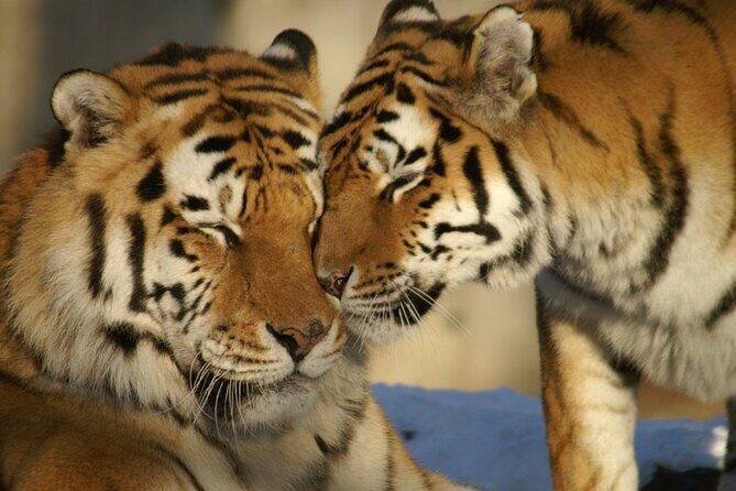 8 Days Golden Triangle Tour with Ranthambore Tiger Tour - Golden Triangle with Ranthambore: a smart mix of cities and wildlife