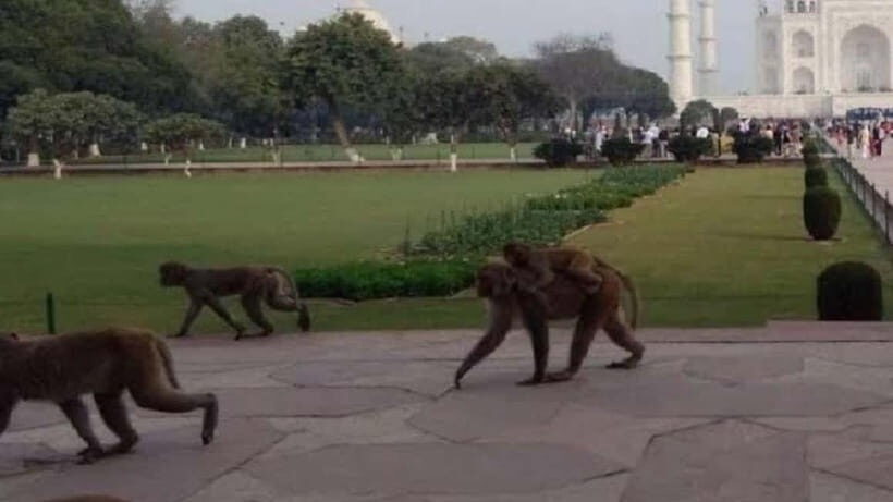 Agra: Monkey Safari Guided Walking Tour - Key things I’d focus on before you go