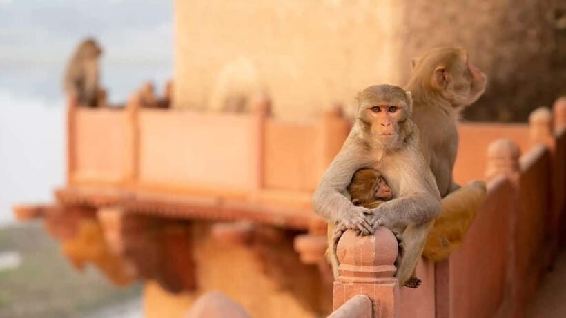 Agra: Monkey Safari Guided Walking Tour - A Walking Safari in Agra, Not a Theme Park