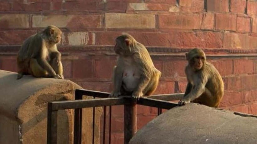 Agra: Monkey Safari Guided Walking Tour - Temple Lanes and Historic Neighborhood Corners