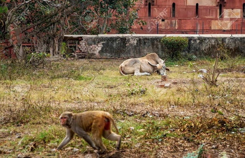 Agra: Monkey Safari Guided Walking Tour - Pickup in an AC Car and a Quick Start Plan