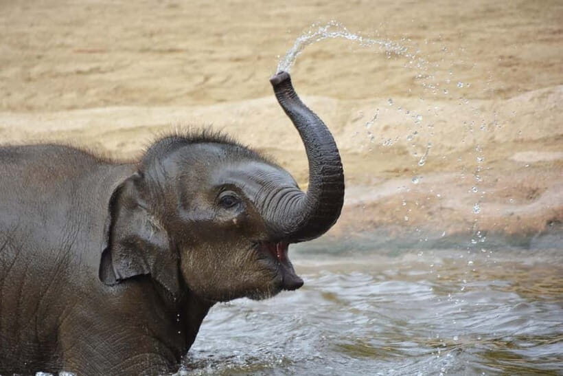 Agra: Taj Mahal Sunrise Tour with Elephant Sanctuary - Price and Value: Why This Feels Like a Deal