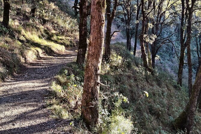 Benog Trek into the Wild - Benog Wildlife Sanctuary: a calm guided intro to the forest