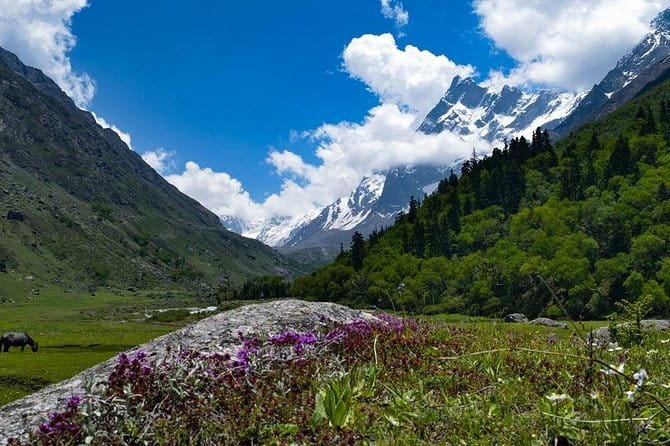 Benog Trek into the Wild - Forest path and big Himalayan views: how to get the best out of the walk
