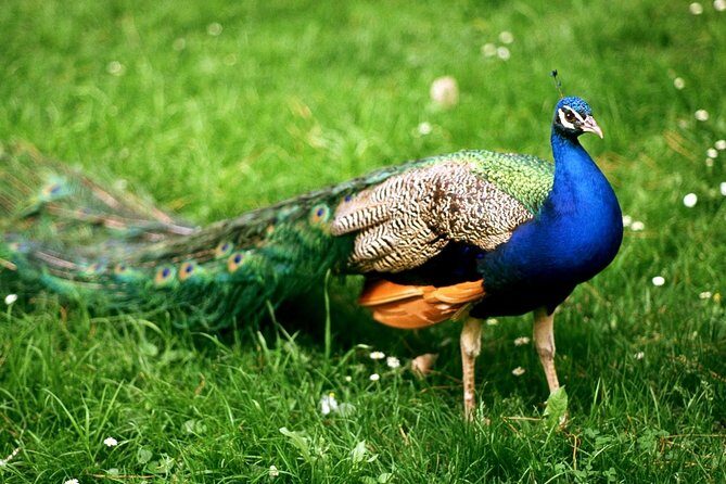 Bharatpur Bird watching & Wildlife from Delhi - Why Keoladeo Birding From Delhi Works So Well