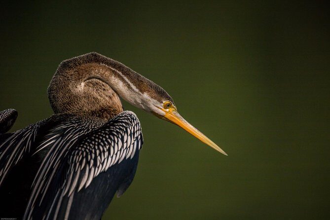 Bharatpur Bird watching & Wildlife from Delhi - Keoladeo’s Shiva Temple Sanctuary: A Calm Cultural Stop