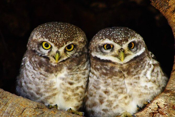 Bharatpur Bird watching & Wildlife from Delhi - Tips for a Smooth Day (So Birding Feels Easy)