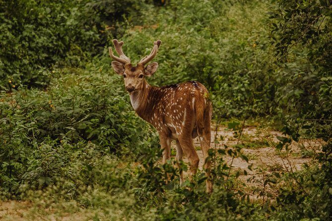 Bharatpur Bird watching & Wildlife from Delhi - 6:30 am Start: Getting From Delhi to Bharatpur