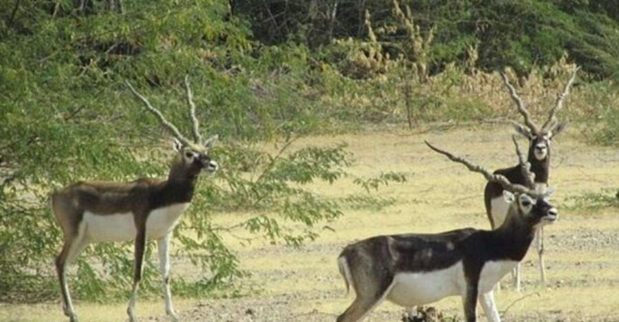 Bishnoi Village Safari Private Half Day Tour - How the 3-Hour Bishnoi Village Safari Flows From Jodhpur
