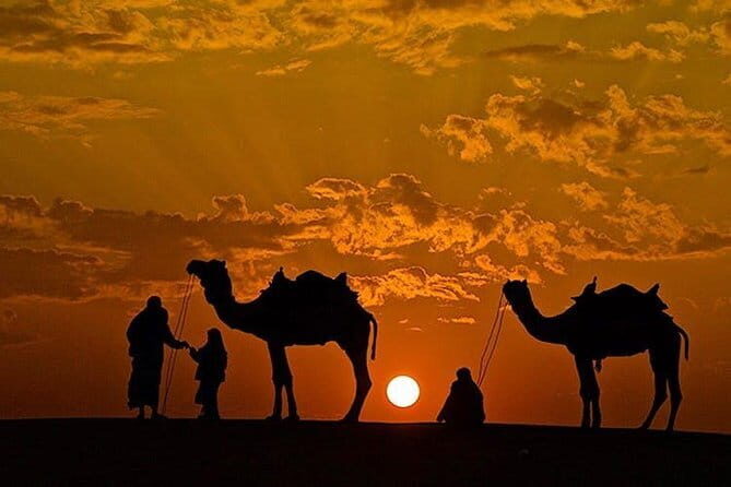 Camel Desert Safari with Sunset -The Pushkar Route - Seeing more than camels: animals you might spot