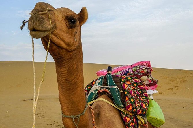 Camel safari in thar desert - Stop 1: Kuldhara’s abandoned village stop (why you’ll care)