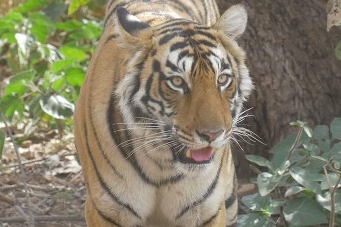 Canter Safari-Ranthambore National Park - Ranthambore Tigers: what you’re buying with this pre-booked canter safari