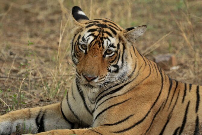 Canter Safari-Ranthambore National Park - The practical odds: tigers, birds, and weather reality