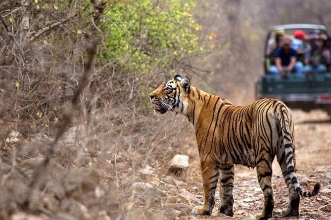 Canter Safari-Ranthambore National Park - Who this safari is best for (and who should think twice)