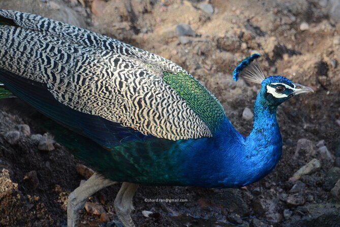 Canter Safari-Ranthambore National Park - Hotel pickup and timing for a smooth 3-hour outing