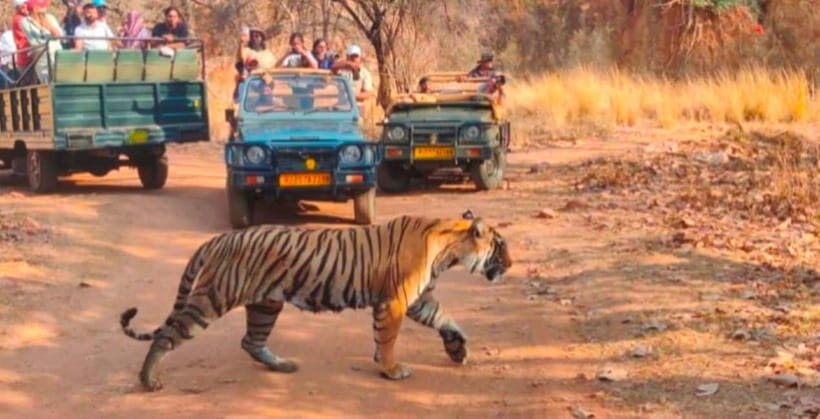 Canter Safari: Skip-the-line Entry Ranthambore Tiger Reserve - The Guided Safari Ride: Wildlife Viewing Without Zoo Expectations