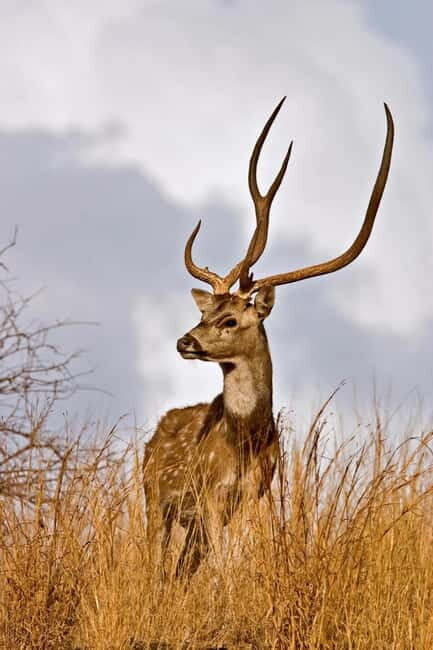 Canter Safari: Skip-the-line Entry Ranthambore Tiger Reserve - Photography Reality Check: How to Get Better Frames