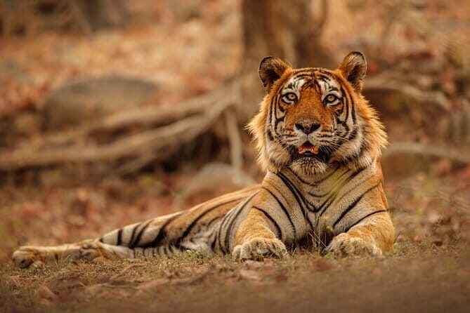 Day Trip from Jaipur to Ranthambore Safari - Key Highlights You’ll Actually Care About