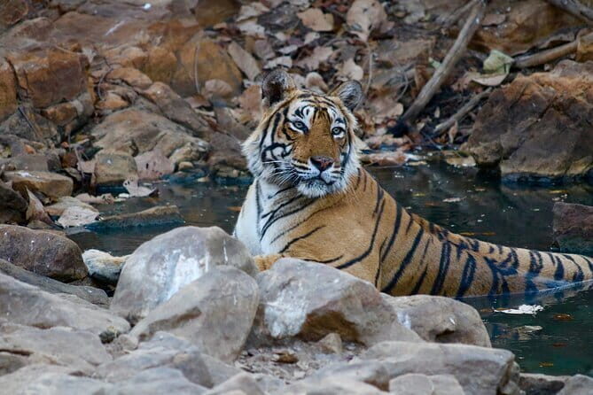 Day Trip from Jaipur to Ranthambore Safari - Why Ranthambore from Jaipur Works as a One-Day Escape