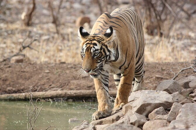 Day Trip from Jaipur to Ranthambore Safari - Safari Etiquette That Helps You See More