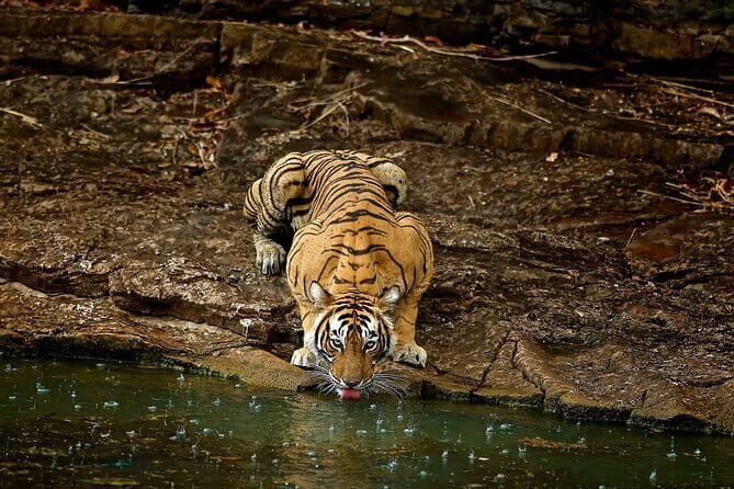 Day Trip from Jaipur to Ranthambore Safari - The Drive and Pickup: Getting Out of Jaipur Without Stress