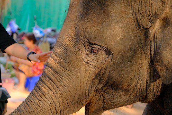 Day Trip to an Elephant Conservation and Care Center near Agra - The 3–4 hour timing that actually works in Agra