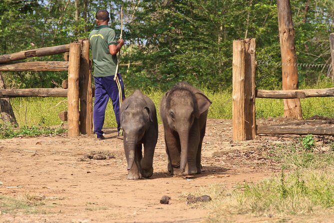 Day Trip to an Elephant Conservation and Care Center near Agra - The ride from your hotel: private comfort with less hassle