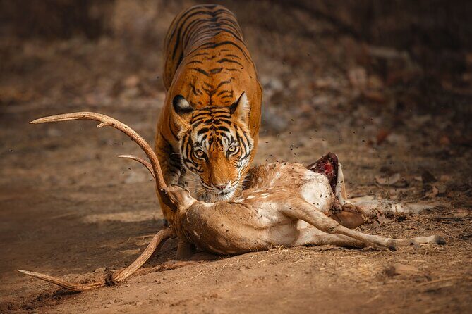 Day Trip to Ranthambore Tiger Reserve from Jaipur - Key things that make this day trip work