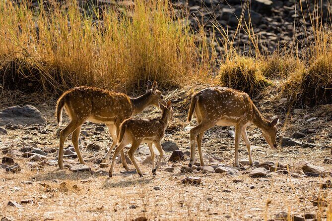 Day Trip to Ranthambore Tiger Reserve from Jaipur - The Jaipur to Ranthambore schedule: a full day with a clear rhythm