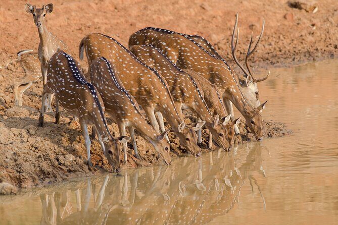 Day Trip to Ranthambore Tiger Reserve from Jaipur - Jeep or canter safari: how to choose (and what to do if jeep isn’t available)