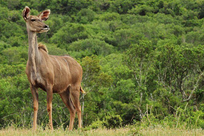 Day Trip to Ranthambore Tiger Reserve from Jaipur - Ranthambore National Park entry: bring the right ID or you’ll hit a wall