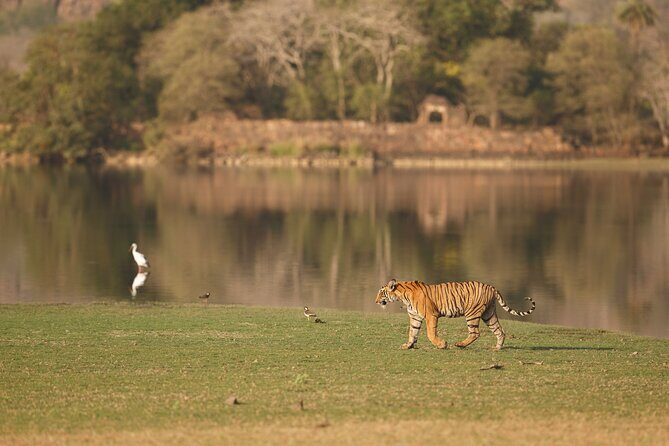 Day Trip to Ranthambore Tiger Reserve from Jaipur - What you actually get for $90.78 per person (and where you’ll spend extra)