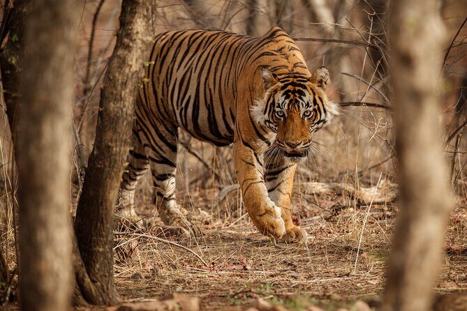 Day Trip to Ranthambore Tiger Reserve from Jaipur - Comfort and pacing: private group setup with a real-world travel feel