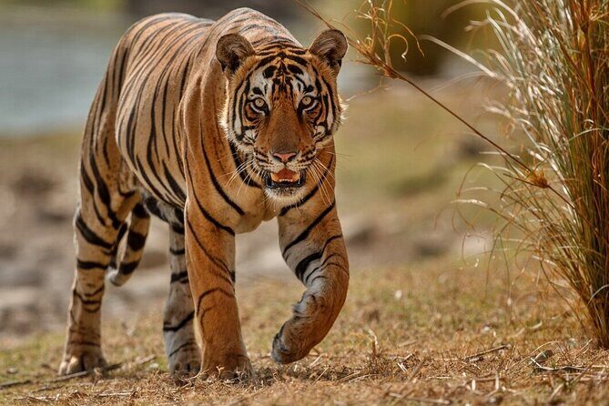 Day Trip to Ranthambore Tiger Reserve from Jaipur - Who should book this Ranthambore day trip