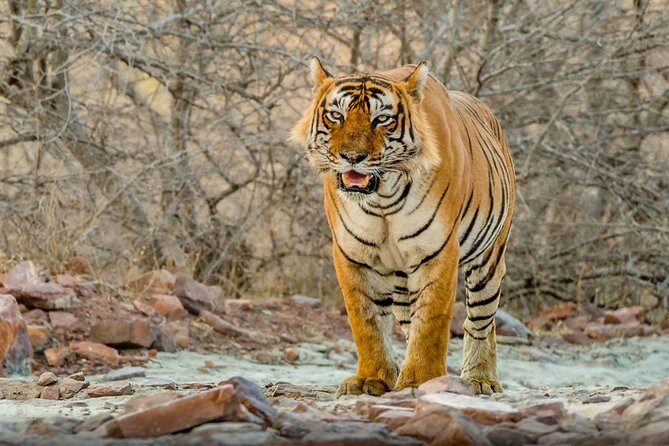 Day Trip to Ranthambore Tiger Safari from Jaipur - Key highlights to know before you go