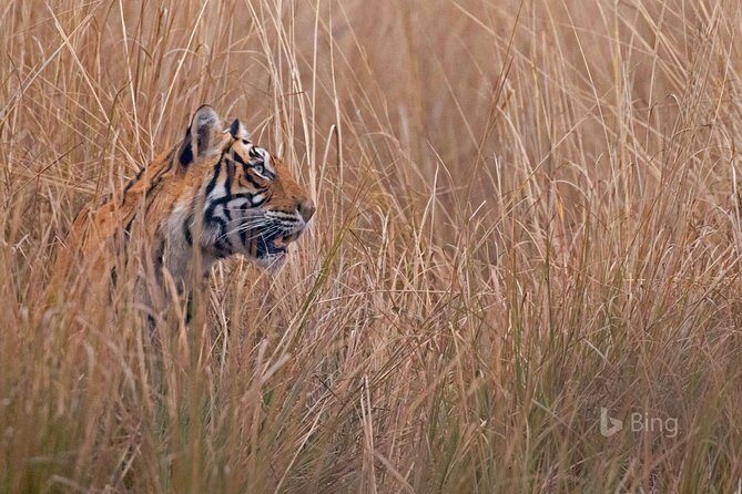 Day Trip to Ranthambore Tiger Safari from Jaipur - Shared jeep or shared canter: what you’re signing up for