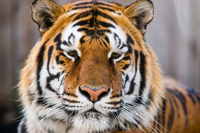 Day Trip to Ranthambore Tiger Safari from Jaipur - Tiger sightings: the 50/50 reality (and how to think about it)