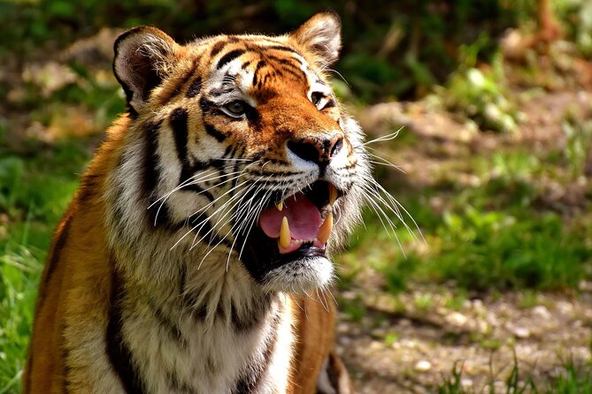 Delhi, Agra, Jaipur & Ranthambhore Tiger Safari 5-Day Tour - Key highlights you’ll care about