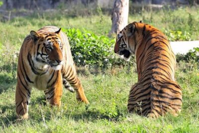 Delhi, Agra, Jaipur & Ranthambhore Tiger Safari 5-Day Tour - What $440 covers and where the value really comes from