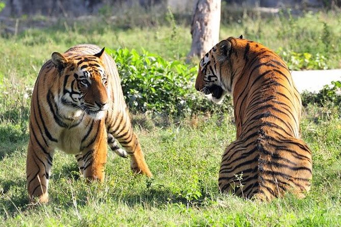 Delhi, Agra, Jaipur & Ranthambhore Tiger Safari 5-Day Tour - What $440 covers and where the value really comes from