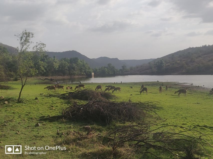 Delhi: Private 3-Days Jaipur & Ranthambore Tiger Safari Tour - Amber Fort, City Palace, Jal Mahal, Hawa Mahal: what to actually pay attention to
