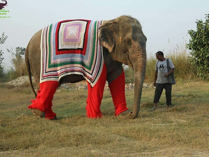 Delhi: Private 3-Days Jaipur & Ranthambore Tiger Safari Tour - The guide team: what you get when support is part of the deal