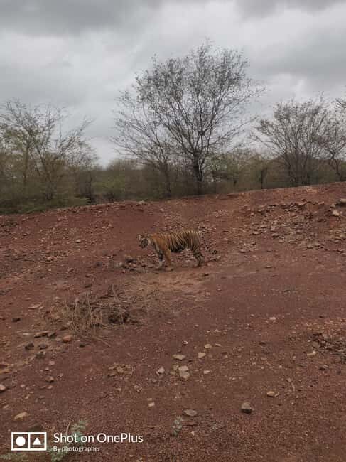 Delhi: Private 3-Days Jaipur & Ranthambore Tiger Safari Tour - Date and suitability: simple checks before you book