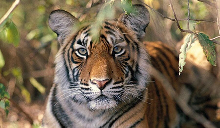 Delhi: Ranthambore National Park 3-Day Trip w/ Tiger Safari - Price and value: $92 for a 3-day structured wildlife trip
