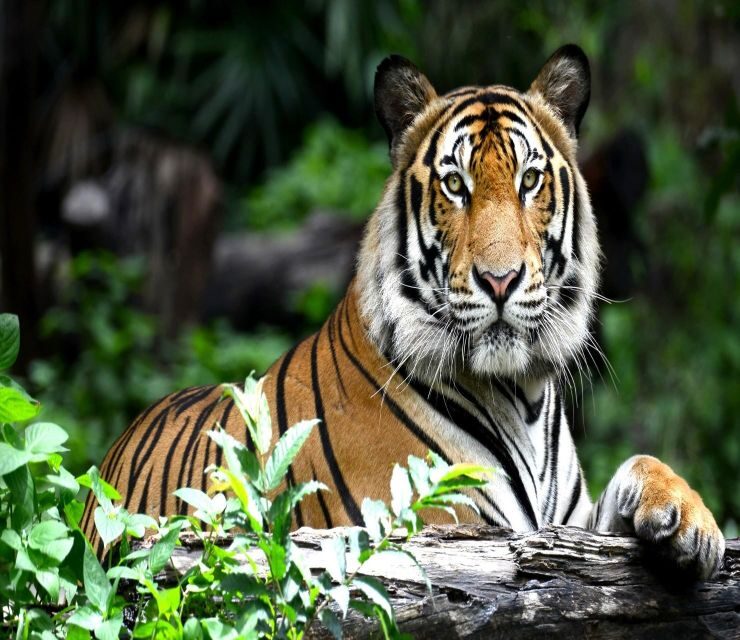 Delhi: Ranthambore National Park 3-Day Trip w/ Tiger Safari - Hotel and transfers: what “included” really means for your budget