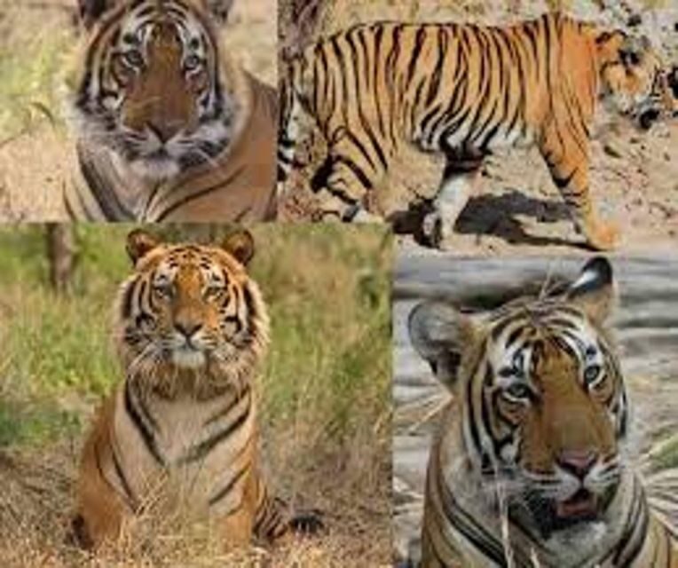 Delhi: Ranthambore National Park 3-Day Trip w/ Tiger Safari - Getting the most from your two safaris